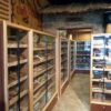 A room filled with shelves of different types of cigars.